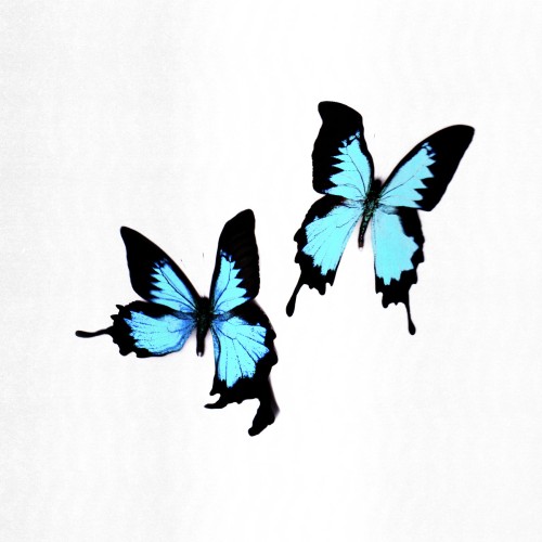 korine_tear
